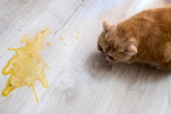 gato vomitando amarelo